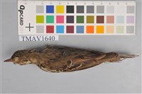 藏品(樹鷚)的圖片